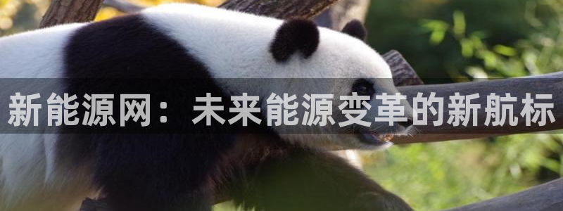 摩根娱乐挂机项目有哪些